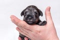 A small newborn puppy on the owner& x27;s hand. Portrait of a little blind miniature schnauzer puppy on a white Royalty Free Stock Photo