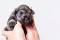 A small newborn puppy on the owner's hand. Portrait of a little blind miniature schnauzer puppy on a white Royalty Free Stock Photo