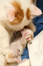 Small newborn red and white kitten with a cat Royalty Free Stock Photo