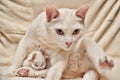 Small newborn red and white kitten with a cat Royalty Free Stock Photo