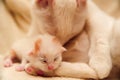 Small newborn red and white kitten with a cat Royalty Free Stock Photo