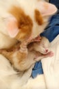 Small newborn red and white kitten with a cat Royalty Free Stock Photo