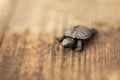 A small newborn turtle crawling on a wooden board
