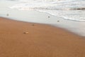 Small newborn turtles walking towards the sea on the beach of Tortuguero
