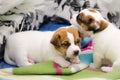 Small newborn white jack russell terrier dogs are playing on a colorful blanket.