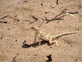 Small newly described agama, Phrynocephalus sakoi, in the Oman desert Royalty Free Stock Photo