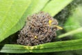 Small, newly hatched wolf spiders