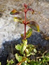 A small newly red branch in a plant