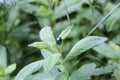 Small nice bug on the leaf in nature Royalty Free Stock Photo