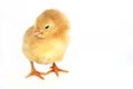 Small nice chicken Royalty Free Stock Photo