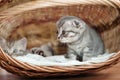 Small nice kittens Royalty Free Stock Photo