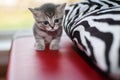 Small nice kittens Royalty Free Stock Photo
