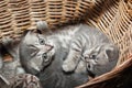 Small nice kittens Royalty Free Stock Photo