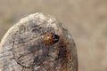 Small nice lady bug on brown branch