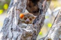 Small night sportive lemur, Madagascar wildlife