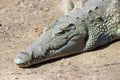A small crocodile basking Royalty Free Stock Photo