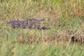 small Nile crocodile showing the teeth Royalty Free Stock Photo