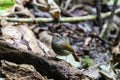 small niltava female on log