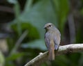 Small Niltava (female )