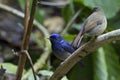 Small Niltava (male )