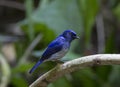 Small Niltava (male )