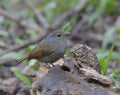 Small Niltava (female)