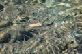 Small, nimble and bright-eyed sea fish swim in the sea, in salt water. The size of the fish is about 4 cm, the water is clean and