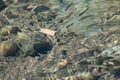 Small, nimble and bright-eyed sea fish swim in the sea, in salt water. The size of the fish is about 4 cm, the water is clean and