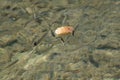 Small, nimble and bright-eyed sea fish swim in the sea, in salt water. The size of the fish is about 4 cm, the water is clean and