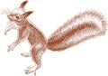 Small nimble squirrel