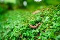 Small non poisonous centipede like reptile crawling on leafy garden Royalty Free Stock Photo