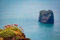 Small nordic flowers with Dyrholaey rock formation on background. Dyrholaey is a promontory located on the south coast of Iceland, Royalty Free Stock Photo