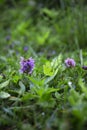 Close up of ajuga reptans