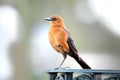 Small Northern mocking bird