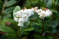 Small Northern wild plant Lingonberry, Vaccinium vitis-idaea flowering Royalty Free Stock Photo