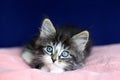 A small Norwegian kitten tabby gray black and white In lying position with eyes to up on pink cushion and blue background Royalty Free Stock Photo