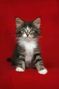 A small Norwegian kitten tabby gray black and white in sitting position with look down on a red background Royalty Free Stock Photo