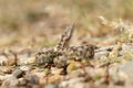 Small nose horned viper ready to strike Royalty Free Stock Photo