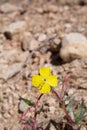 CAMISSONIA CAMPESTRIS - PIONEERTOWN MP - 040420 B