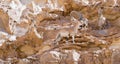 Nubian Ibex herd in the Arava, Negev, Israel