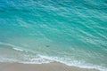 Small nurse shark swims near beach in Florida Royalty Free Stock Photo