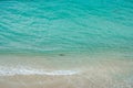 Small nurse shark swims near beach in Florida Royalty Free Stock Photo