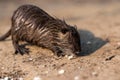 Small Nutria, Myocastor coypus, coipu Royalty Free Stock Photo