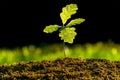 Germinating oak plant, small tree Royalty Free Stock Photo