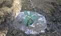 Small oak seedling after planting Royalty Free Stock Photo