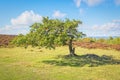 Windswept and bent oak tree on Stanton Moor in Derbyshire. Royalty Free Stock Photo