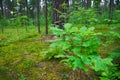 Small oak tree in the forest Royalty Free Stock Photo