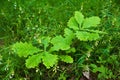 Small oak tree in the forest Royalty Free Stock Photo