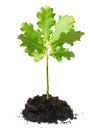 Small oak tree Royalty Free Stock Photo