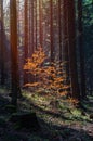 Small oak tree in sun light beam in dark forest. Czech landscape